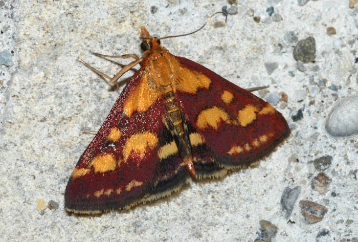 Crambidae 9 - Pyrausta purpuralis